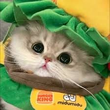 Kiko Pangilinan avatar